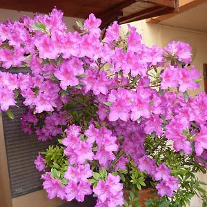 *** Guest house Primettahouse Italy